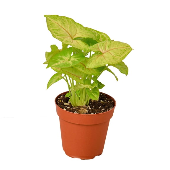 Syngonium Gold, 4" Pot, Indoor Houseplant, Easy Care, Live Plant for Indoor & Outdoor