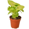 thumbnail image 1 of Syngonium Golden Live Plant for Indoor | Different Houseplants in 4'' & 6'' Pot | Real House Plant for Living Room, Office, Desk & Bathroom | Goosefoot nephthytis | elephant ear, 1 of 5