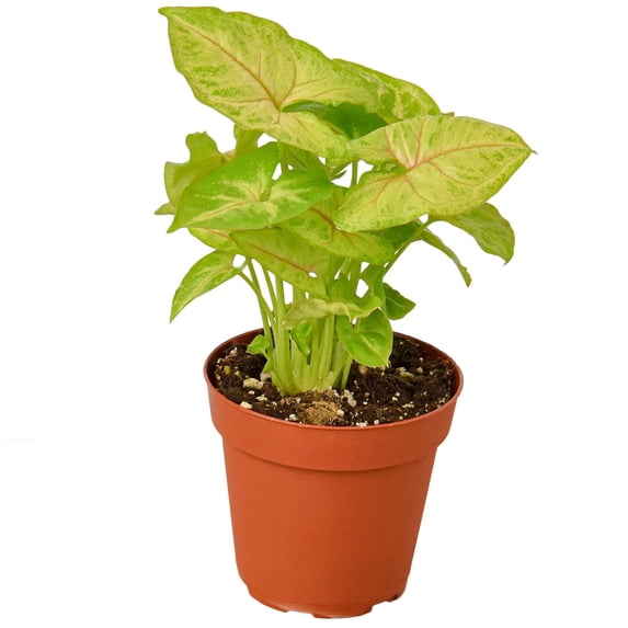 Syngonium Golden Live Plant for Indoor | Different Houseplants in 4'' & 6'' Pot | Real House Plant for Living Room, Office, Desk & Bathroom | Goosefoot nephthytis | elephant ear