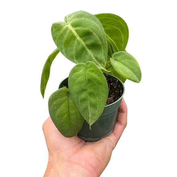 Syngonium 'Ice Frost', 4" Pot, Indoor Houseplant, Easy Care, Live Plant for Indoor & Outdoor