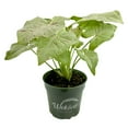 thumbnail image 1 of Syngonium Milk Confetti - Live Plant in a 4 Inch Pot - Syngonium Podophyllum 'Milk Confetti' - Stunning Houseplant with Unique Foliage - The Perfect Air Purifying Houseplant Companion, 1 of 6