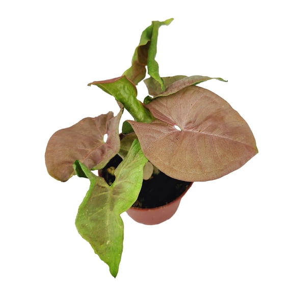 Syngonium Neon Robusta (2" Terracotta Pot) - Pink Arrowhead Plant - Colorful Houseplant for Decoration - Air-purifying Indoor Houseplant