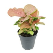 Syngonium Neon Robusta (4" Grower Pot) - Pink Arrowhead Plant - Colorful Houseplant for Decoration - Air-purifying Indoor Houseplant