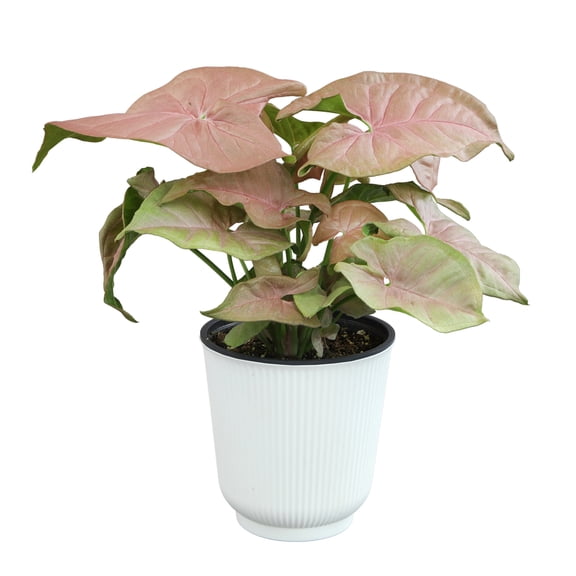 Syngonium Neon Robusta | Houseplant Vine | 4.25in. Decor Pot; Indirect Light | Element by Altman Plants