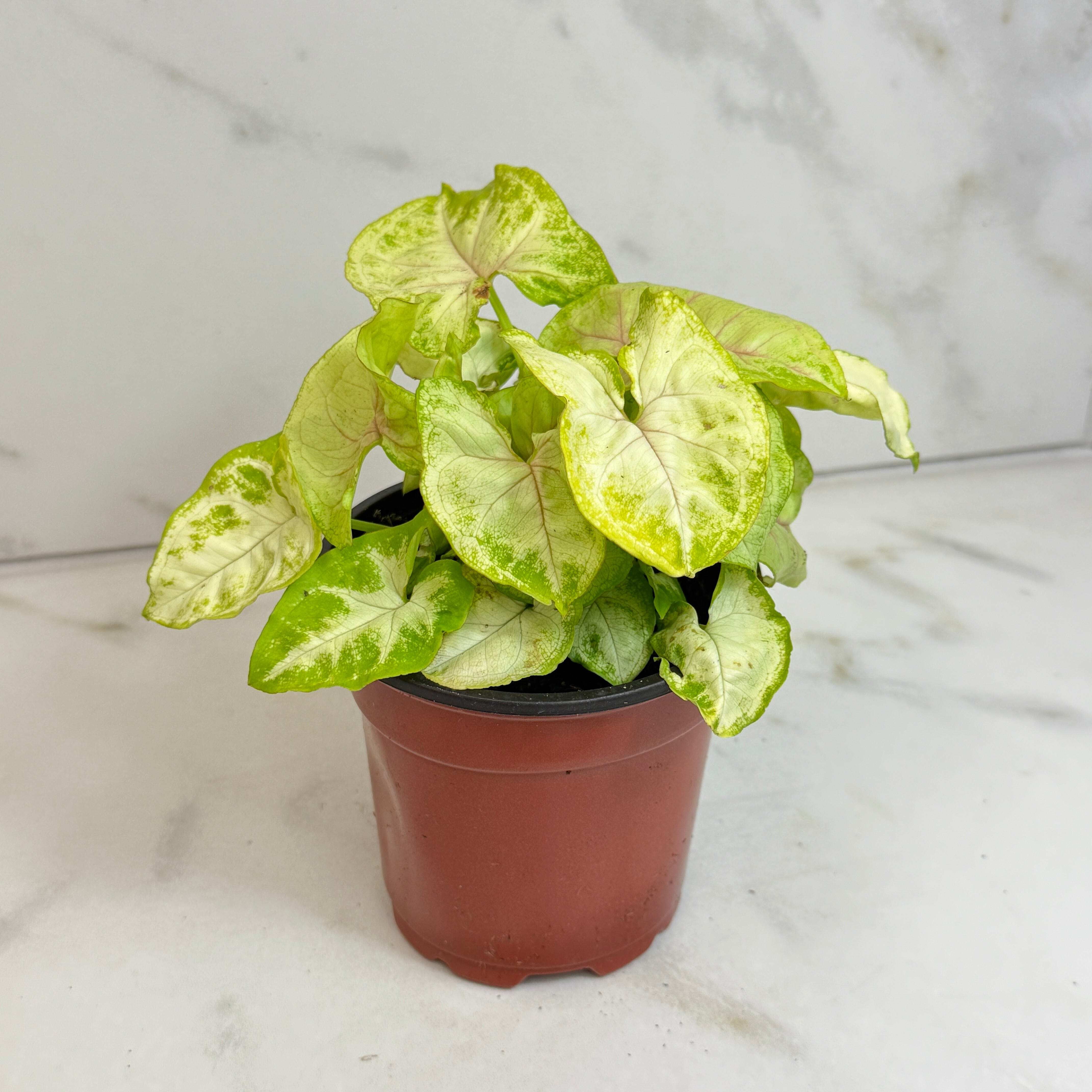 Syngonium Nephthytis Chiffon Allusion, 4" Plant, The Plant Farm -  Walmart.com