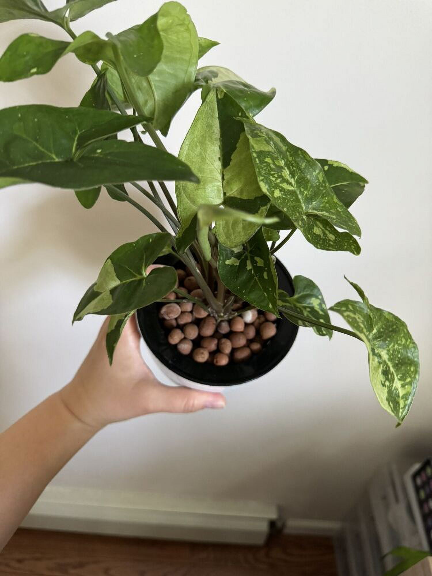 US deals Seller - Syngonium Panda