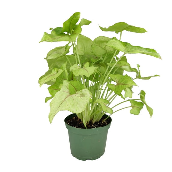 Syngonium Berry Allusion (6" Grower Pot) - Air-purifying and Low Light Houseplant for Home and Office Decoration - Live Healthy Houseplant - Best Indoor Plant