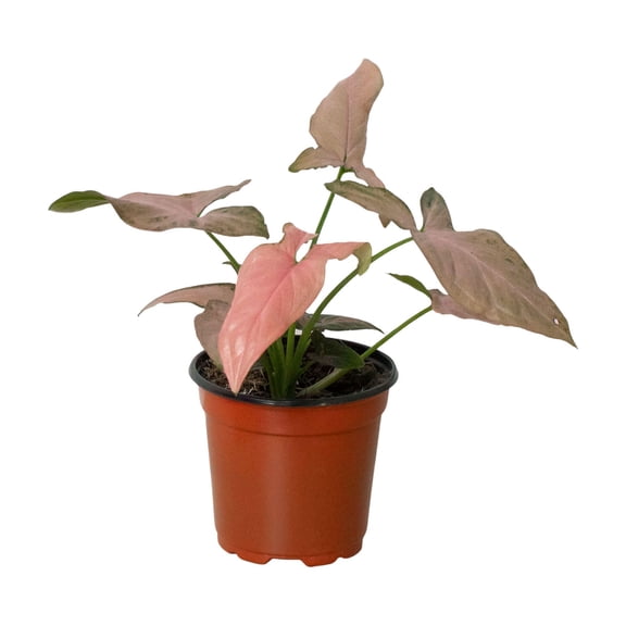 Syngonium 'Pink Splash' - 4" Pot, 4" Pot, Indoor Houseplant, Easy Care, Live Plant for Indoor & Outdoor