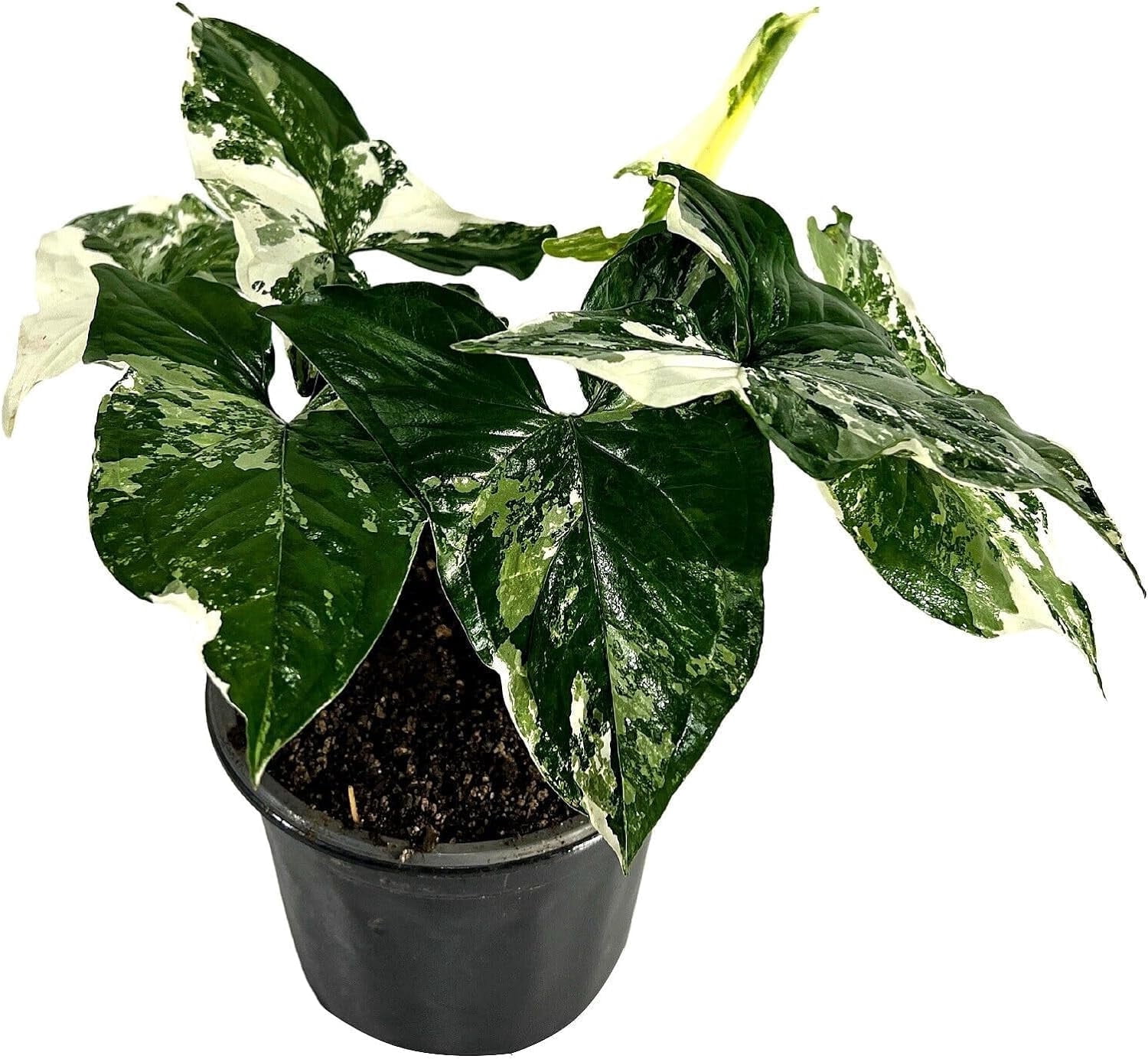 Syngonium Podophyllum Albo Variegated by LEAL PLANTS ECUADOR | Variegated House Plants Elephant Ear Plant| California Tropicals|Syngonium Live Plant Variegated Live Houseplant| Rare Indoor Plants