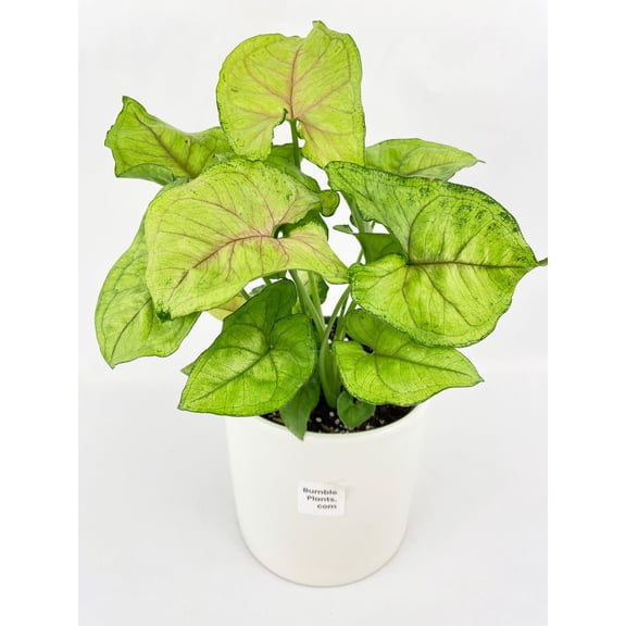 Bumble Plants Syngonium Podophyllum 'Berry Allusion' - Full Live Colorful Houseplant in Nursery Pot, Easy Care, Indoor Plant for Beginners