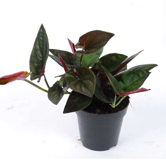 Syngonium Red Arrow Live Plant in 4" Grower Pot, Real Houseplant Arrowhead Vine