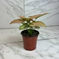 thumbnail image 1 of Syngonium Regina Red, 4" Plant, The Plant Farm, 1 of 5