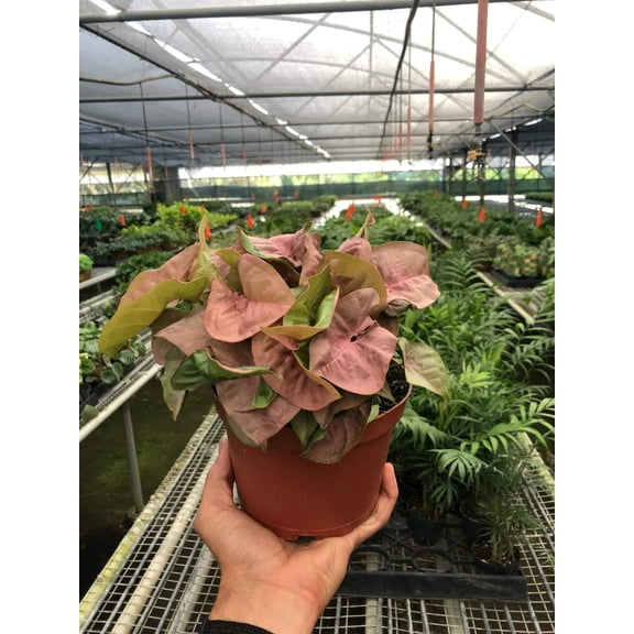 Syngonium Strawberry, 6" Pot, Indoor Houseplant, Easy Care, Live Plant for Indoor & Outdoor