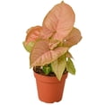 thumbnail image 1 of Syngonium 'Strawberry' Live Plant for Indoor | Different Houseplants in 4'' & 6'' Pot | Real House Plant for Living Room, Office, Desk & Bathroom | Goosefoot Plant | Nephthytis | Elephant Ear, 1 of 6