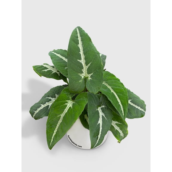 Syngonium Wendlandii 'Silver Goose Foot' - Live Air-Purifying Indoor Plant in Nursery Pot – Easy Care, Low Maintenance Houseplant for Home & Office Decor, Natural Air Cleaner, Best for Beginners