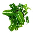 thumbnail image 1 of Florida House Plants 6" Syngonium Wendlandii Black Velvet Arrowhead Vine Rare Live Plants, Indoor, 1 of 5