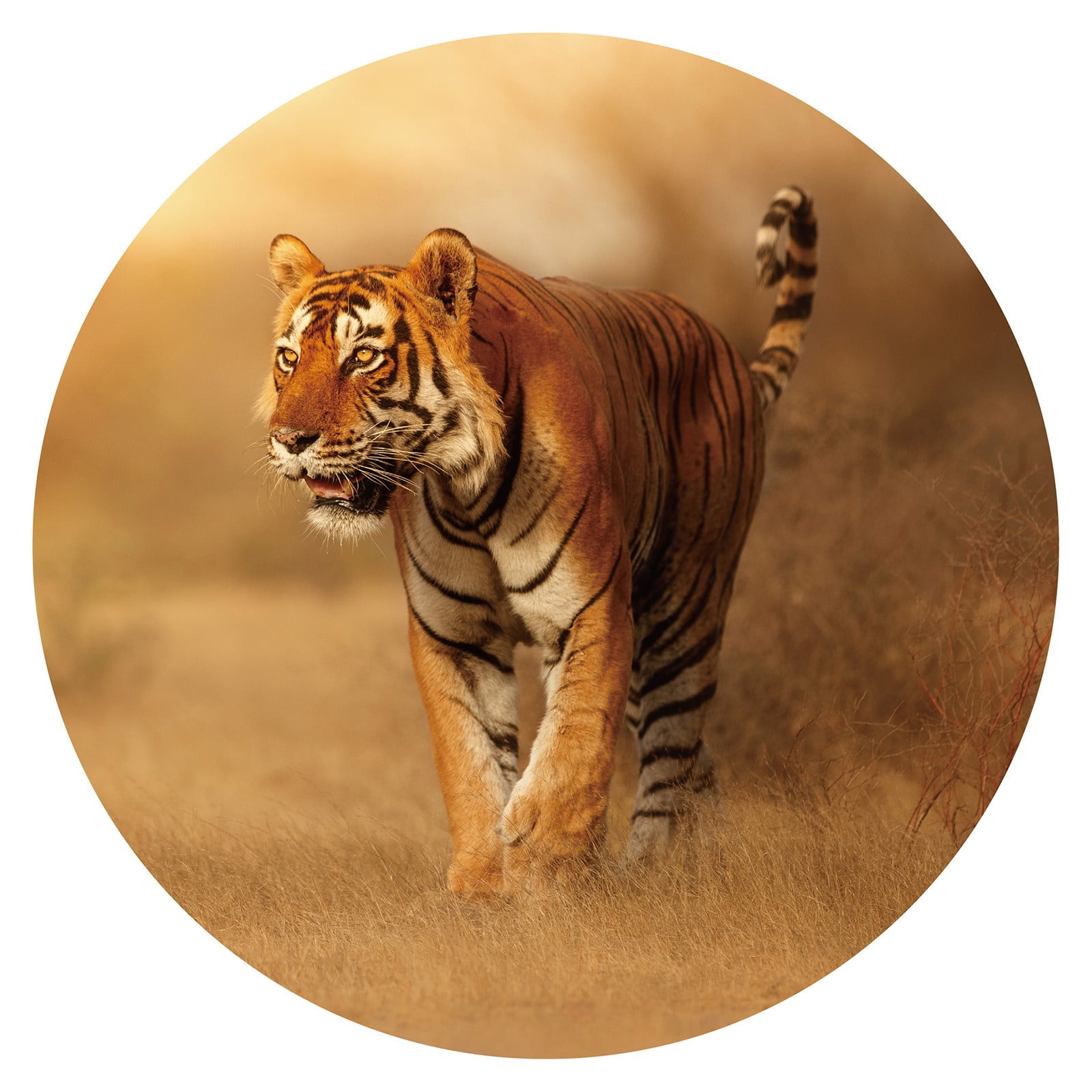 Synonyms Lowercase Name Book Cover 4piece Yarn Brainteaser Careers Set