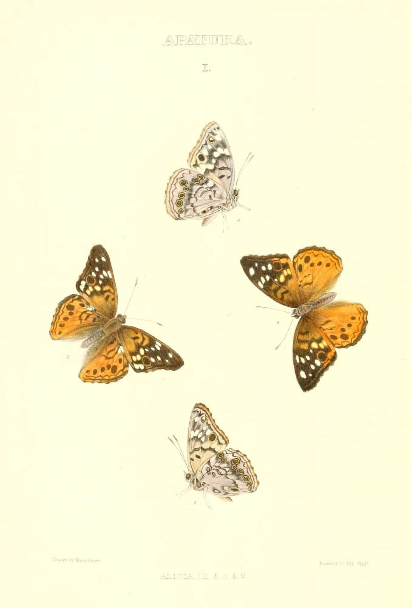 Synopsis of North American Butterflies 1979 Apatura Canvas Art - Mary Peart (18 x 24)