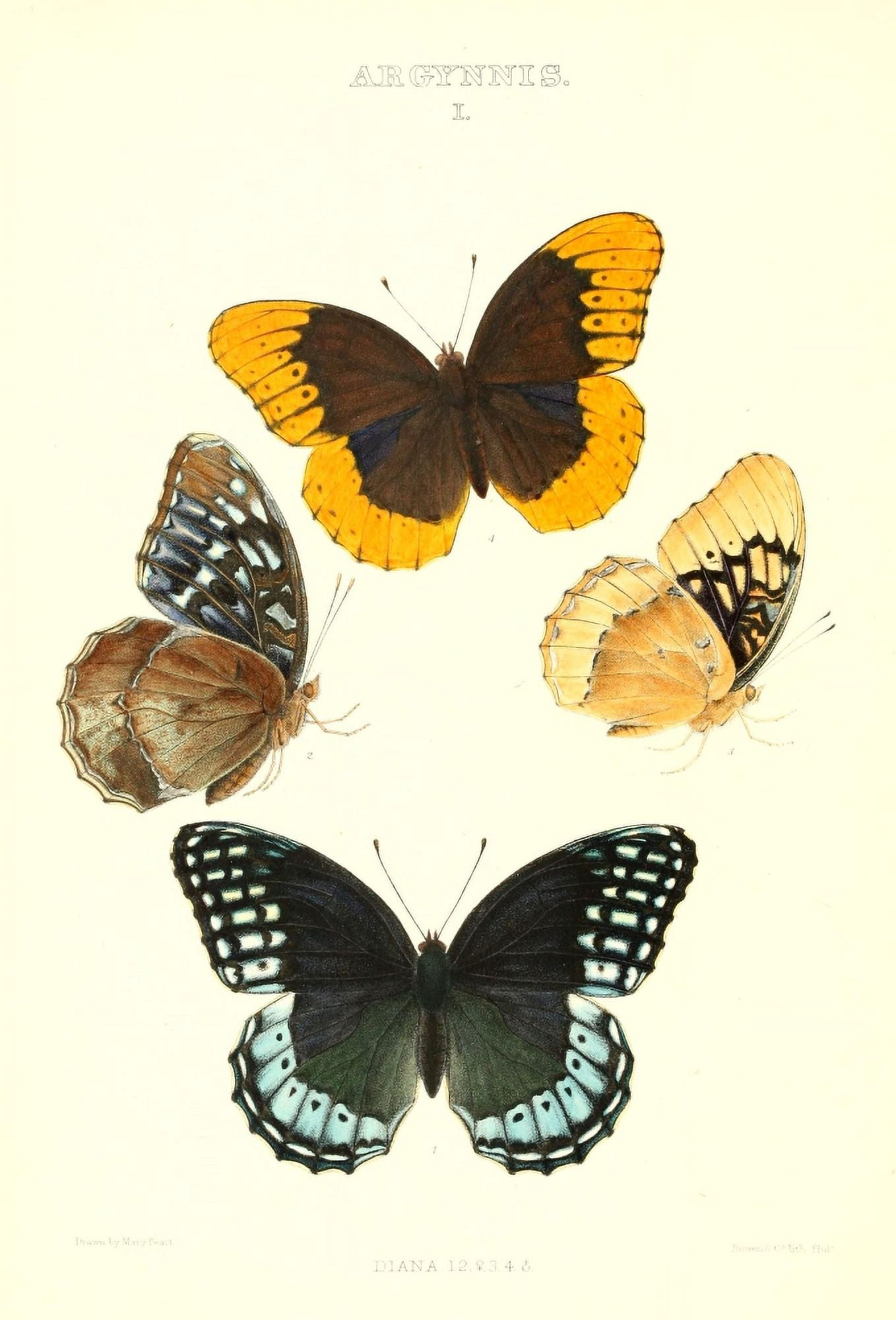 Synopsis of North American Butterflies 1979 Argynnis 10 Canvas Art - Mary Peart (18 x 24)