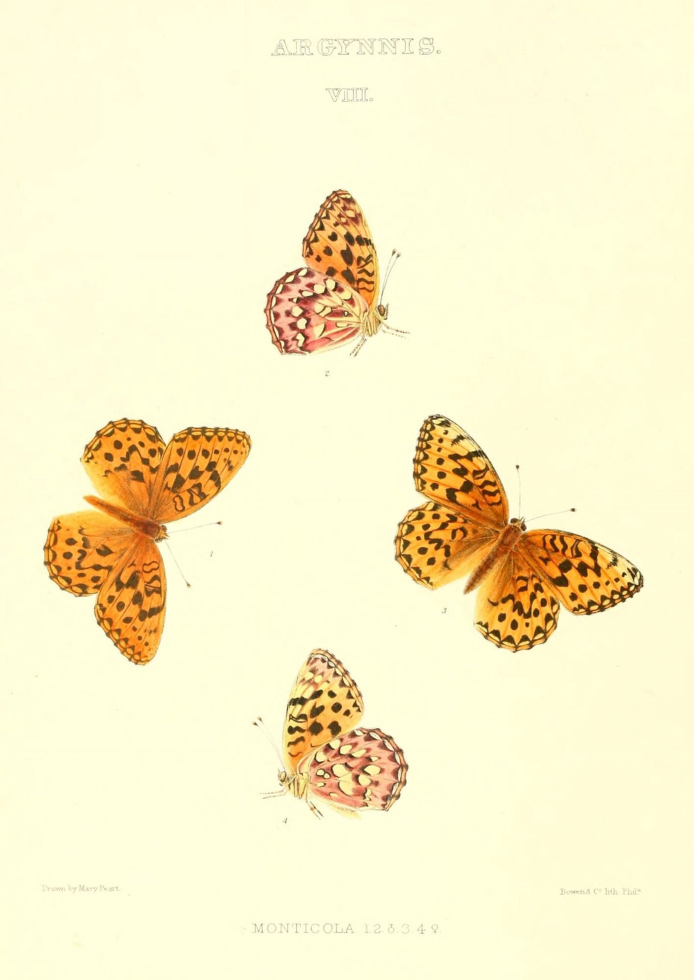 Synopsis of North American Butterflies 1979 Argynnis 3 Canvas Art - Mary Peart (18 x 24)