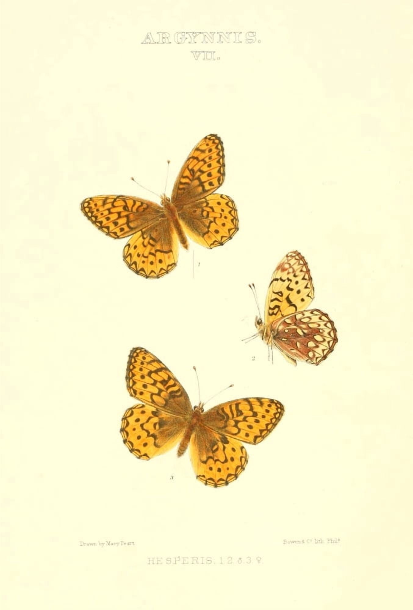 Synopsis of North American Butterflies 1979 Argynnis 4 Canvas Art - Mary Peart (18 x 24)