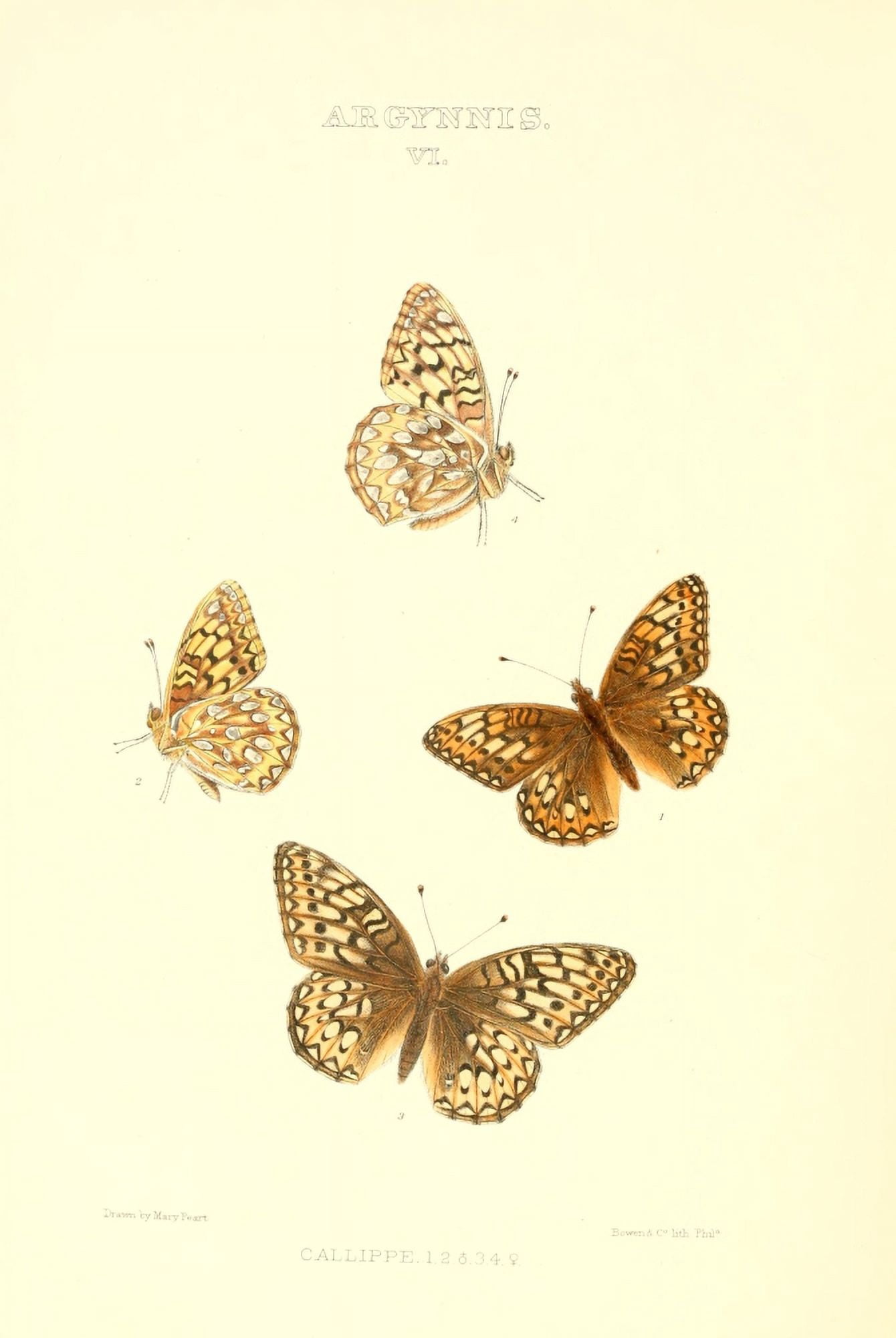 Synopsis of North American Butterflies 1979 Argynnis 5 Canvas Art - Mary Peart (18 x 24)