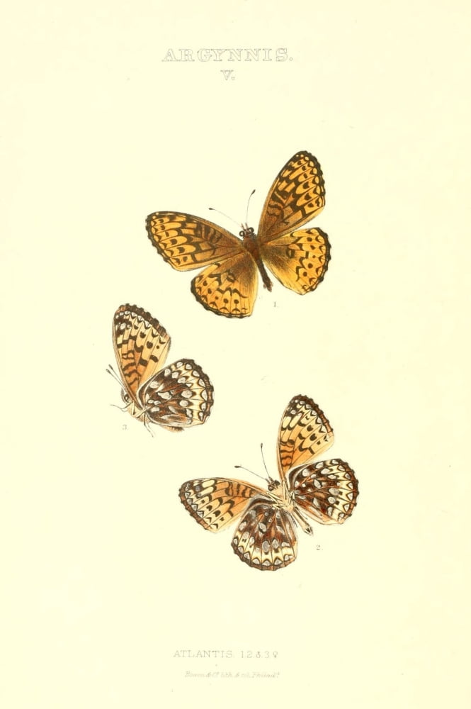 Synopsis of North American Butterflies 1979 Argynnis 6 Canvas Art - Mary Peart (18 x 24)