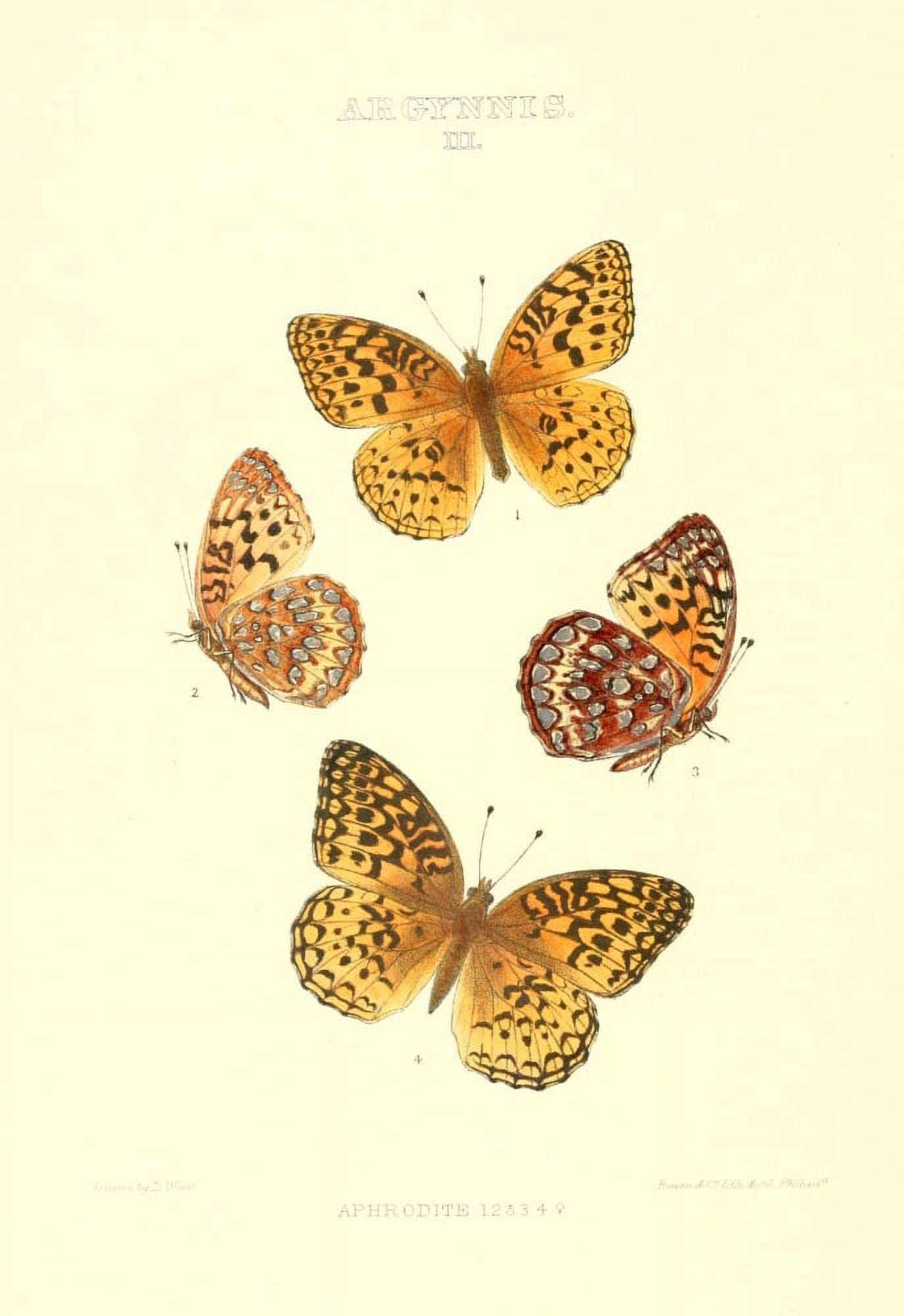 Synopsis of North American Butterflies 1979 Argynnis 8 Canvas Art - Mary Peart (18 x 24)