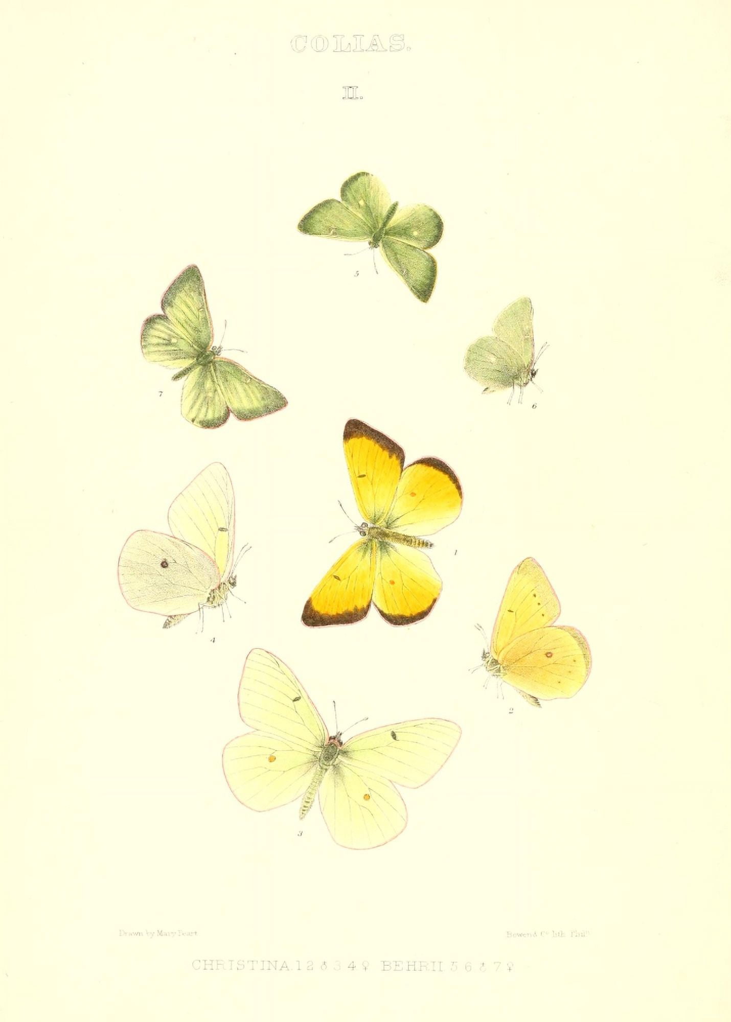 Synopsis of North American Butterflies 1979 Colias 2 Canvas Art - Mary Peart (18 x 24)