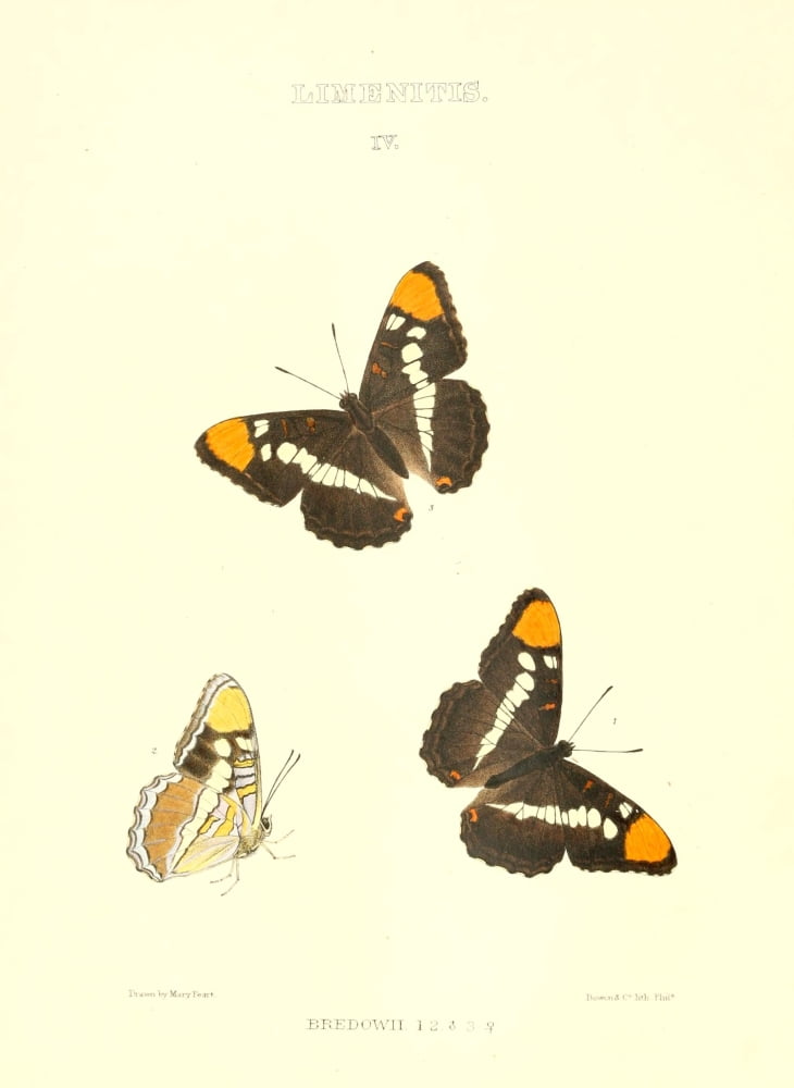Synopsis of North American Butterflies 1979 Limenitis 1 Canvas Art - Mary Peart (18 x 24)