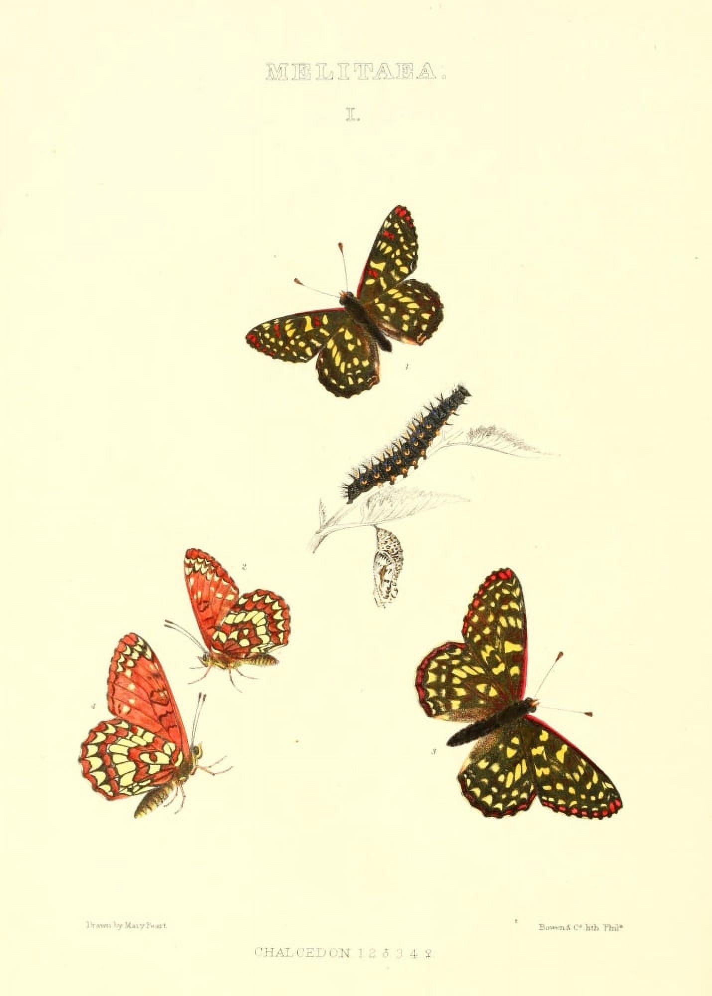 Synopsis of North American Butterflies 1979 Melitaea Canvas Art - Mary Peart (18 x 24)