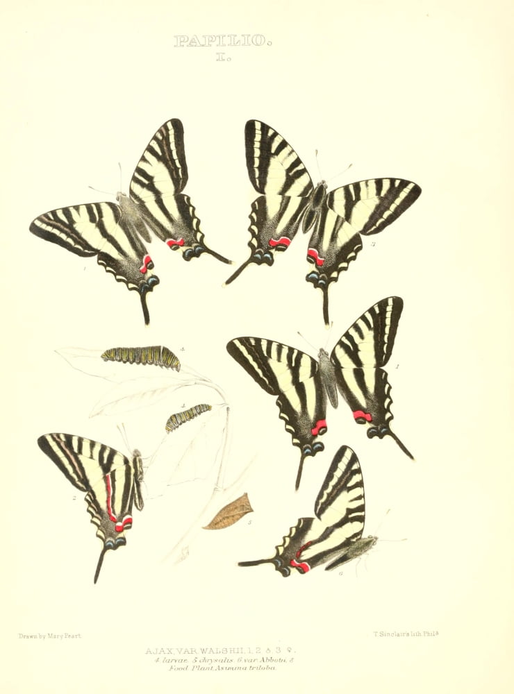 Synopsis of North American Butterflies 1979 Papilio 1 Canvas Art - Mary Peart (18 x 24)
