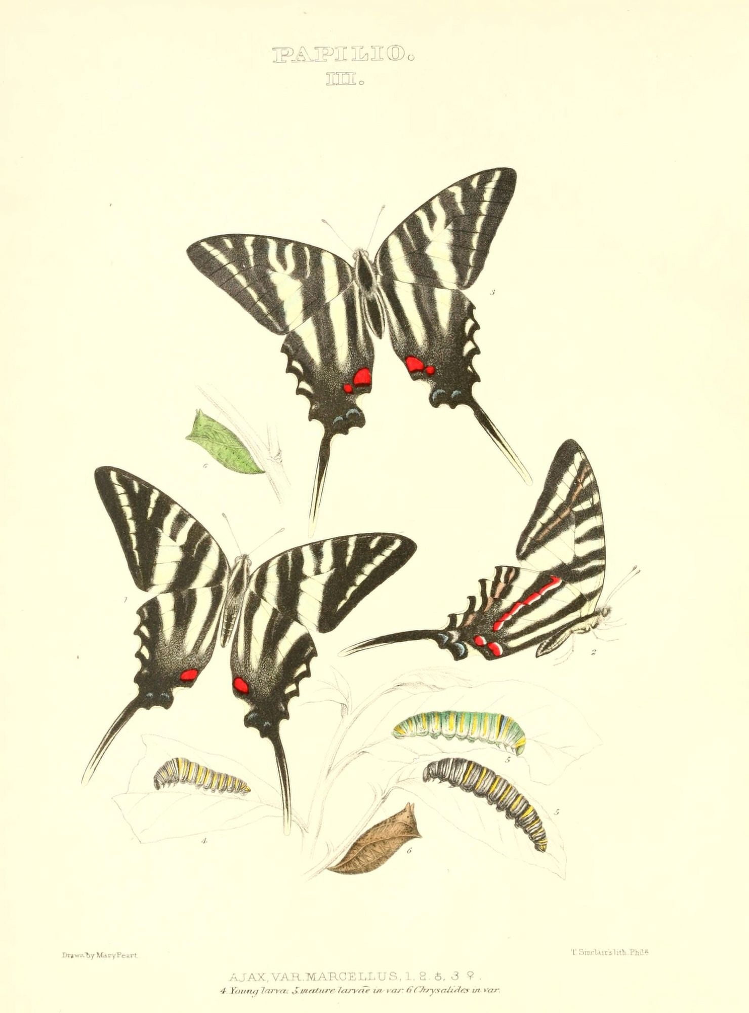 Synopsis of North American Butterflies 1979 Papilio 2 Canvas Art - Mary Peart (18 x 24)