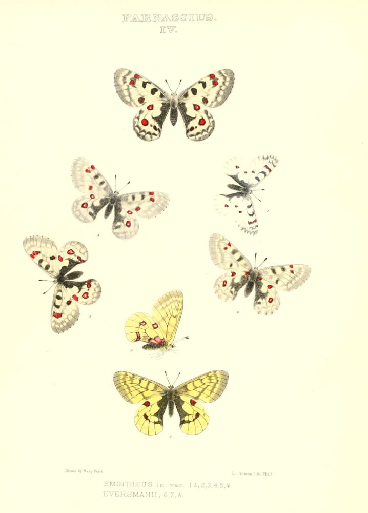 Synopsis of North American Butterflies 1979 Parnassius Canvas Art - Mary Peart (18 x 24)