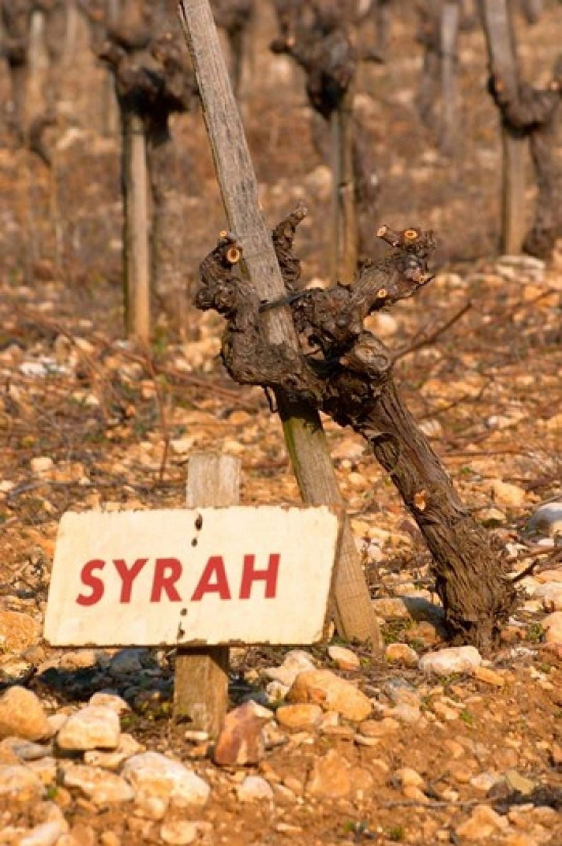Syrah Vine and Sign at La Truffe de Ventoux Truffle Farm Canvas Art - Per Karlsson DanitaDelimont (24 x 36)