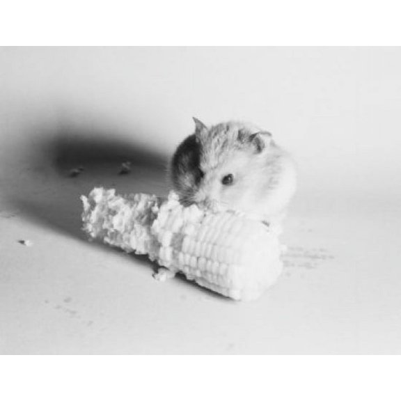 Syrian hamster eating corn on the cob Canvas Art -  (24 x 36)