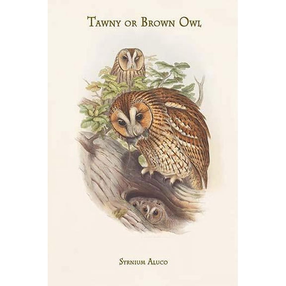 Syrnium Aluco - Tawny or Brown Owl-Fine Art Canvas Print (20" x 30")