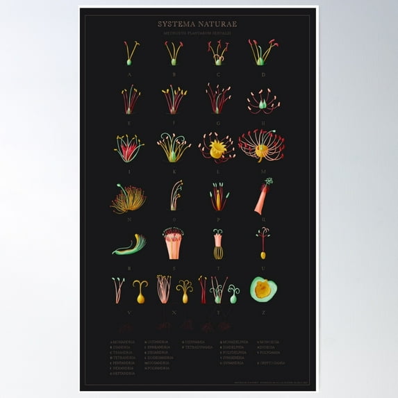 Systema Naturae Poster Wall Art, Modern Wall Decor For Living Room Bedroom, 24x36 UNFRAMED