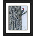 thumbnail image 1 of Szatkowski, Fred 12x14 Black Ornate Wood Framed with Double Matting Museum Art Print Titled - Red Bellied Woodpecker II, 1 of 4