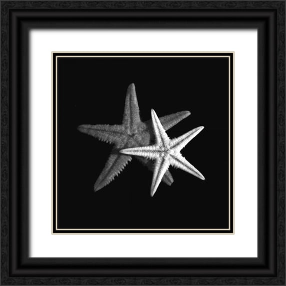 Szilagyi, Ily 15x15 Black Ornate Wood Framed with Double Matting Museum Art Print Titled - Shell Collection II