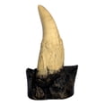 thumbnail image 1 of T-Rex Tooth With Root - Dinosaur Fossil Replica, 1 of 1