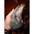 thumbnail image 1 of T-Rex - Tyrannosaurus Rex Toe Claw Replica - Giant 9"! Great Dinosaur Gift!, 1 of 1
