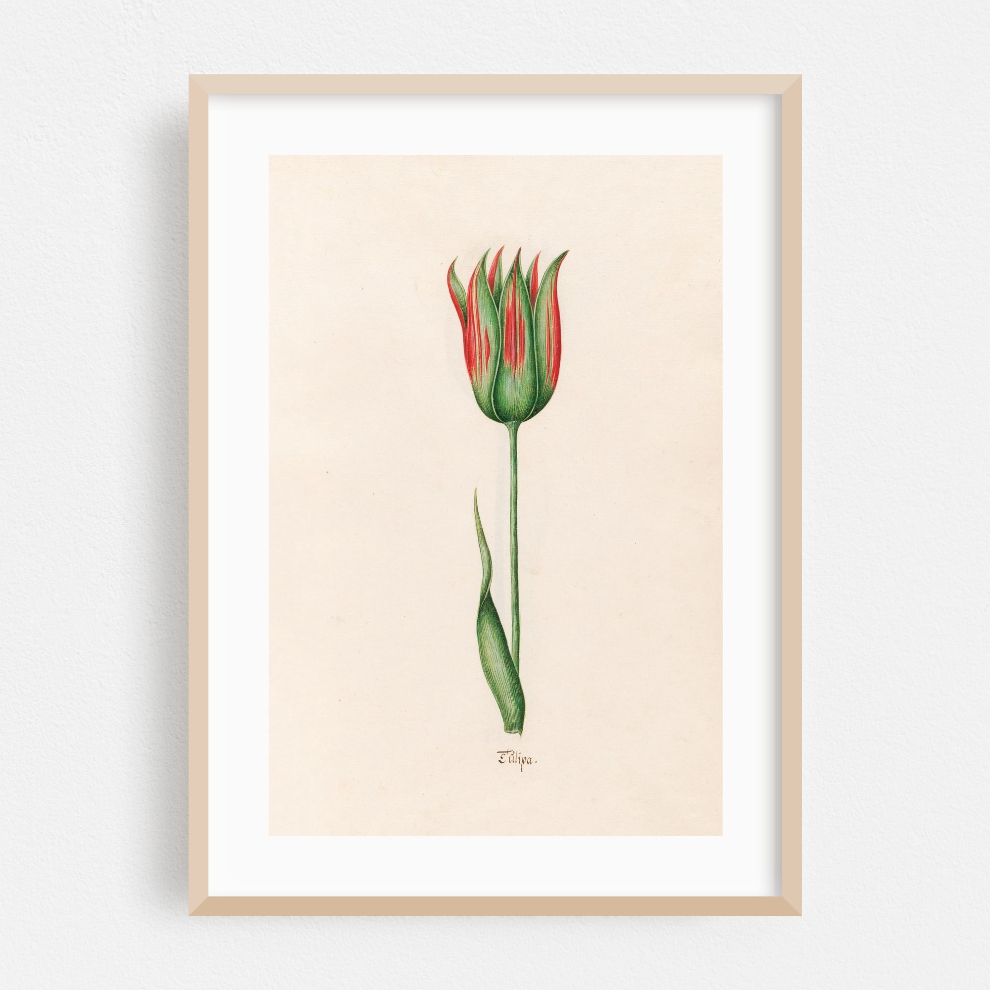 Tülipa (1692) - Illustration Botanical Floral Flowers Vintage Nature ...