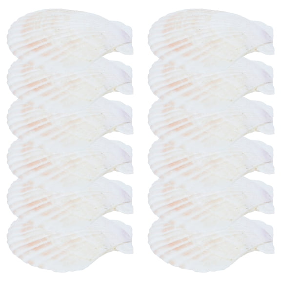 TABLZONE 12Pcs Decorative Shell Large White Seashells for DIY Craft Decor and Beach Shell Ornaments