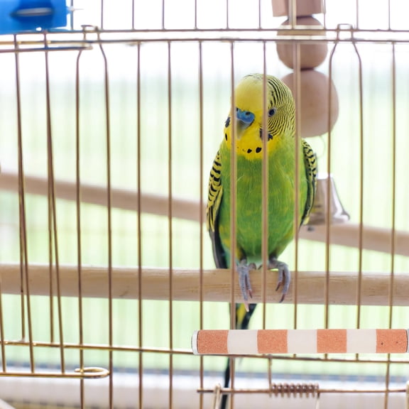 TABLZONE 4Pcs Bird Cage Perch Rod with Parrot Nail Grinding and Chewing Support