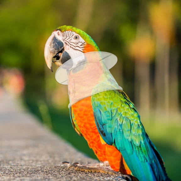 TABLZONE Pet Bird Supplies Bite Collar for Parrot Acrylic Anti-bite Round Shape 1Pcs