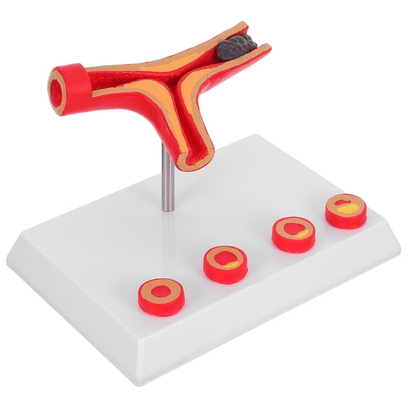 TABLZONE Cardiovascular Model PVC Scientific Research Educational Anatomy Model Assorted Colors 1 Piece