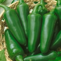 TAM Jalapeno Hot Pepper Garden Seeds - 1 g Packet ~125 Seeds - Non-GMO, Heirloom Vegetable Gardening Seed