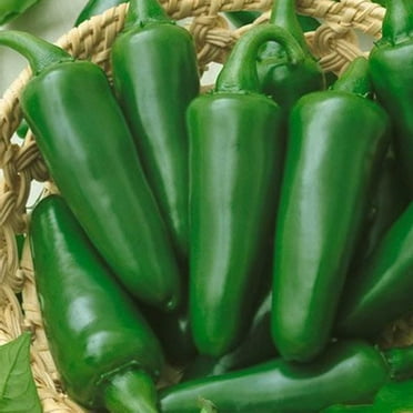 TAM Jalapeno Hot Pepper Garden Seeds - 1 g Packet ~125 Seeds - Non-GMO, Heirloom Vegetable Gardening Seed