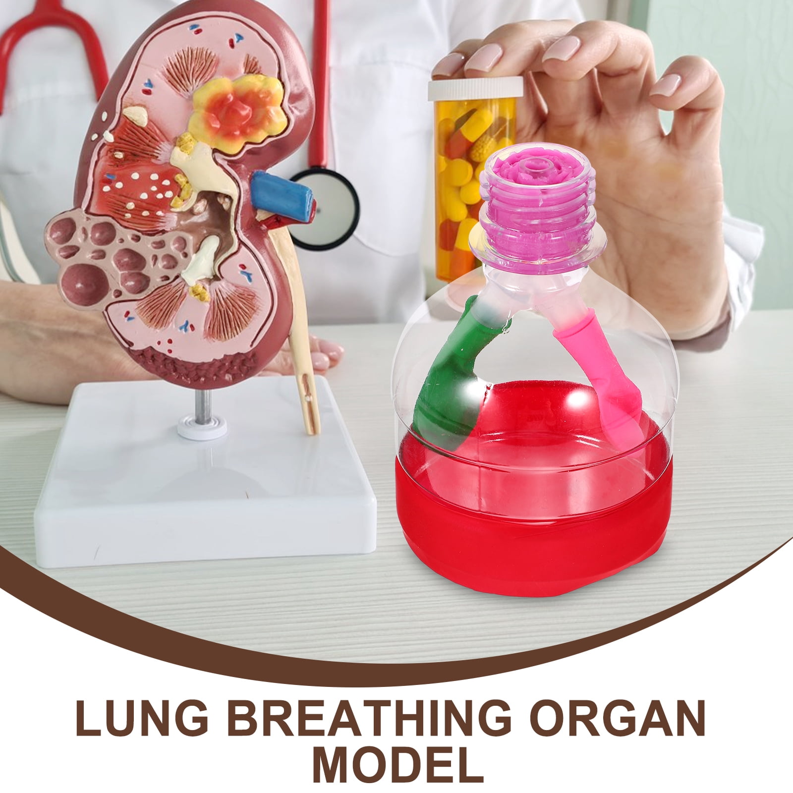 Human Inhalation Model Educational Lung Model For Kids Xiwhuua Lung Demonstration Model,Lung ...